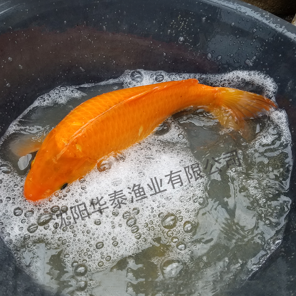 &#20248;&#20048;&#22253;